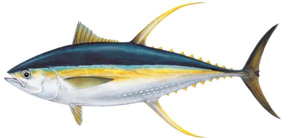 Tunas 8 Yellowfin tuna Thunnus albacares Adults (>70 cm) Narrow body, especially near caudal fin YFT