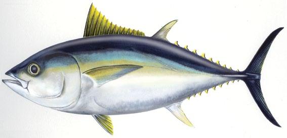Bigeye tuna Thunnus obesus Adults (>70 cm) Stout body BET