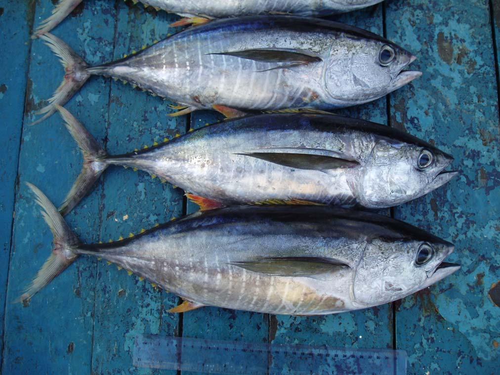 External Characteristics Body markings faded Yellowfin (~40 cm) Lines slightly curved, are evenly spaced and