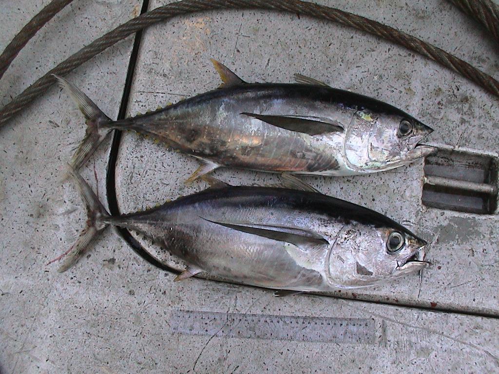 External Characteristics Body markings faded almost completely Yellowfin 56 cm and bigeye 53 cm Dotted, vertical lines and markings on yellowfin