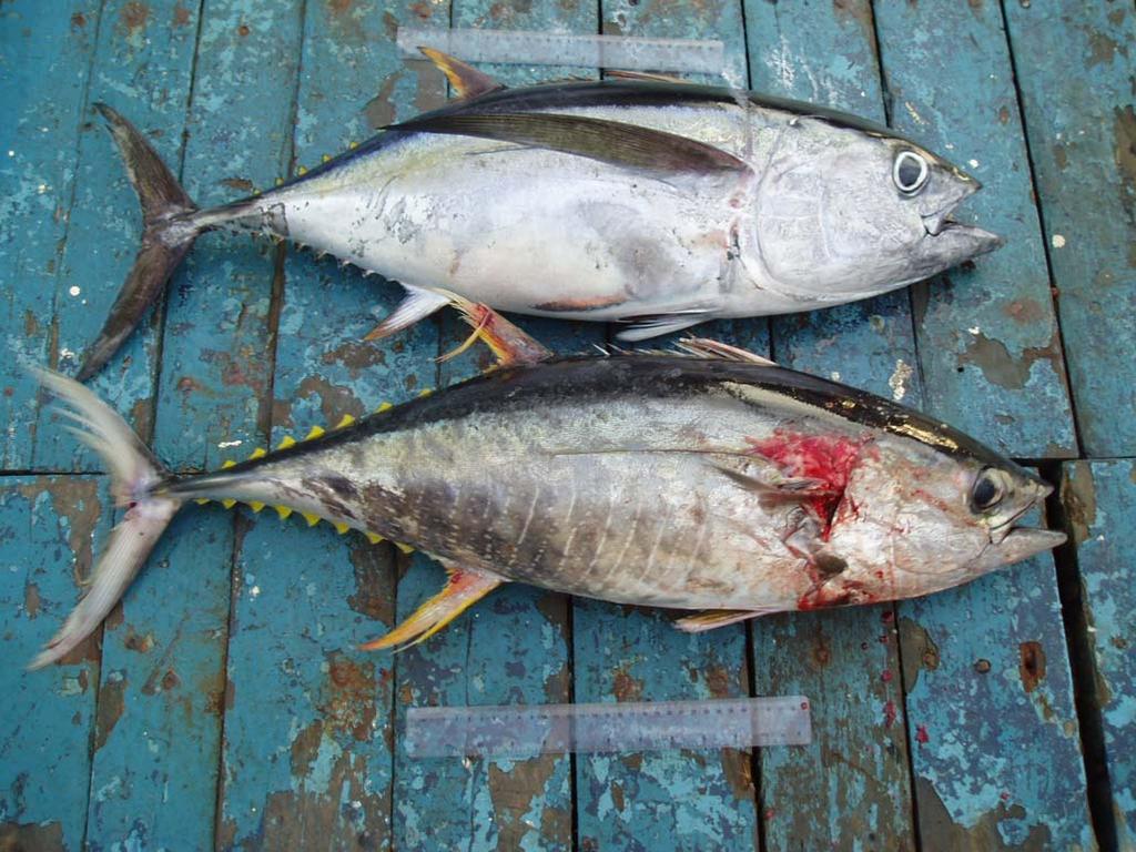 Body markings faded and disappeared Yellowfin and Bigeye ( 70 cm) Irregular vertical lines and body markings on the