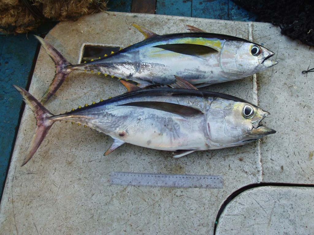 External Characteristics Body markings faded and disappeared Yellowfin and Bigeye ( 70 cm) Body markings on the