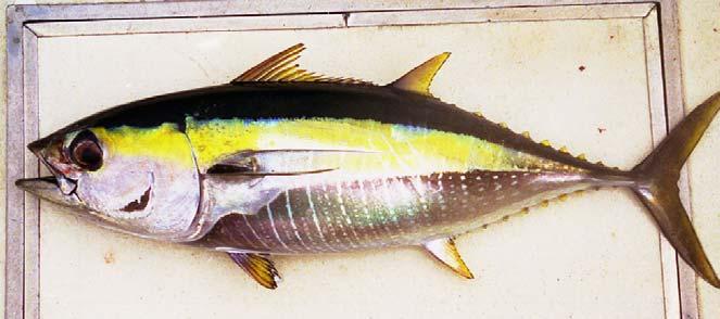 Coloration - ideal Yellowfin Fresh yellowfin show a bright yellow mid-lateral band Dark black back may be separated