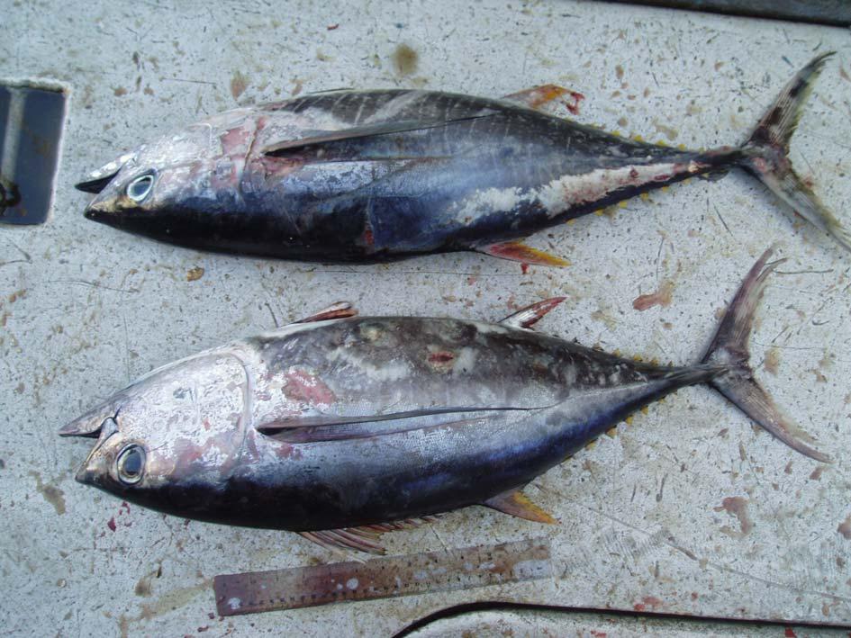 Head and eye morphology Yellowfin (68 cm) shorter head length and depth vs Fork Length than bigeye smaller eye diameter compared to bigeye of same