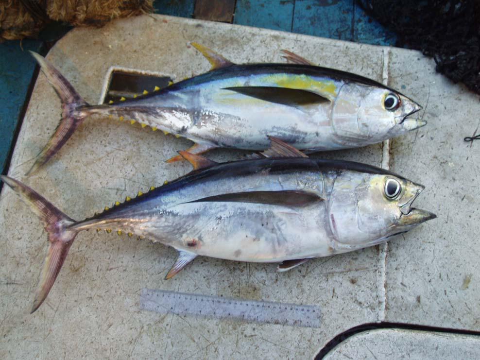 Head and eye morphology Yellowfin (70 cm) shorter head length and depth vs Fork Length than bigeye smaller eye diameter compared to bigeye of same
