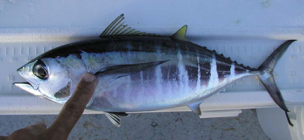 Pectoral fin length and characteristics (for small fish less than ~ 40 cm Fork Length) Yellowfin - ideal pectoral fin short, just reaching insertion of second dorsal fin pectoral fin thicker, stiffer
