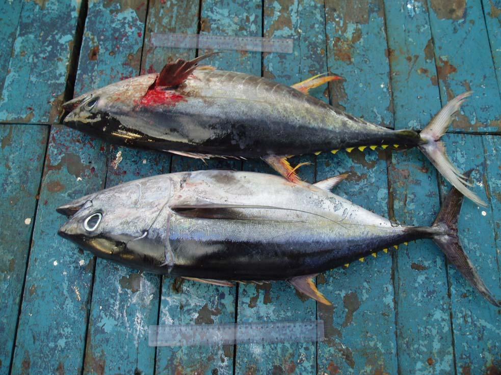 Pectoral fin length and characteristics Yellowfin and Bigeye (70 cm) Pectoral fin of yellowfin is broken but other fins and body markings can be