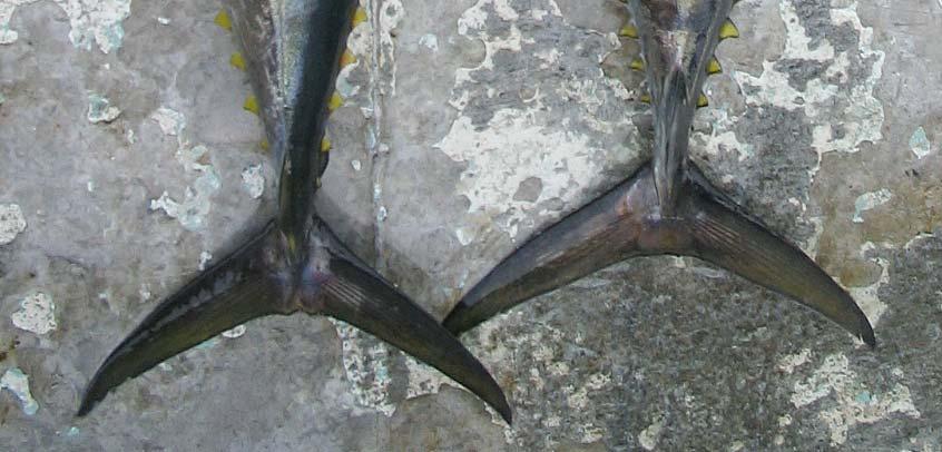 Caudal fin External Characteristics Yellowfin Central portion of trailing edge forms a