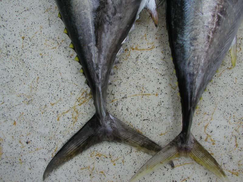 Caudal fin center of trailing edge Yellowfin (70 cm) Bigeye (70