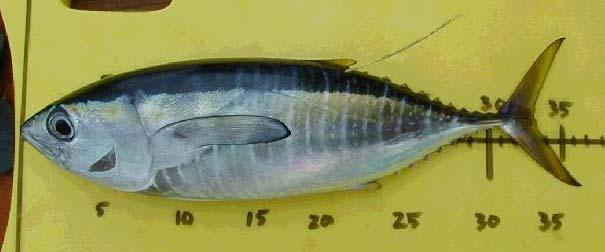 Comparisons by size and features - ideal Yellowfin (~ 33 cm) Short, blunt pectoral fin Closely spaced markings of lines and rows of dots in chevron pattern extending to insertion of pectoral fin
