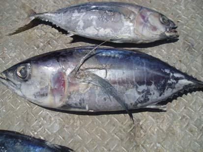 Identification of Yellowfin and Bigeye Tuna by Visual Criteria Identifying fresh tuna is a relatively easy matter compared to distinguishing frozen or