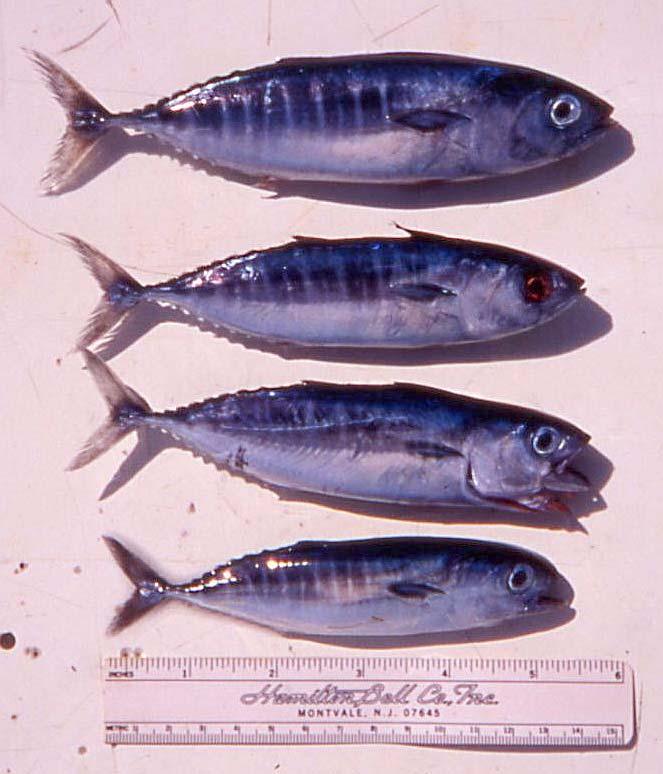 Examples of extremely small yellowfin tuna These yellowfin tuna are of a size that you are unlikely to see in capture fisheries but are commonly found inside the stomachs of other tuna and predatory