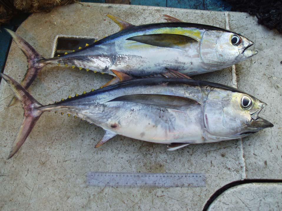Comparisons by size and features Yellowfin (~ 70 cm) Long, narrow body, small head, small eye Closely spaced, chevron pattern of alternating lines and rows of spots disappeared Yellow and blue bands
