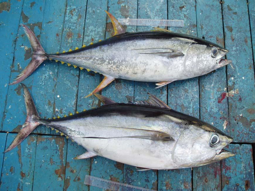 Comparisons by size and features body shape Yellowfin (~ 90 cm) Long, narrow body, small head, small eye Closely spaced, chevron pattern of alternating lines and rows of spots