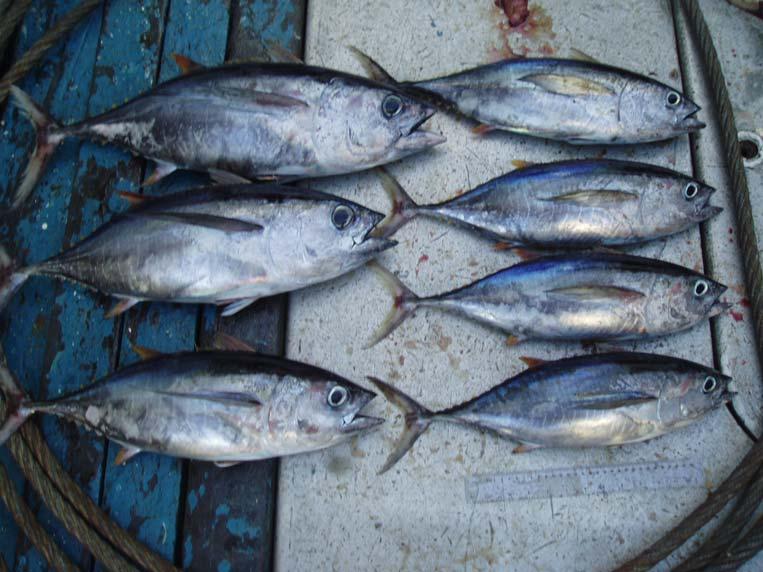 Identification of Yellowfin and Bigeye Tuna by Visual Criteria Even though tuna are easiest to distinguish in fresh condition, misidentifications and grouping of both species commonly occurs in