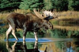 Moose Alces alces Other common names Scientific name may be listed as Alces americanus.