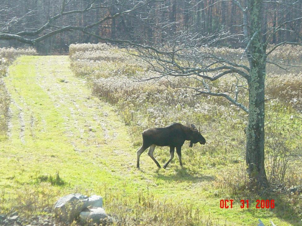 track movements and calf production. They also use dogs specially trained to locate moose scat to analyze diet and health of individuals.