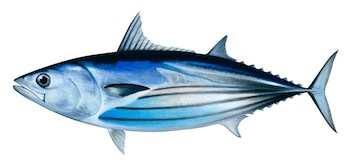 TUNA Tuna is a Tropical Fish that lives in warm waters all over