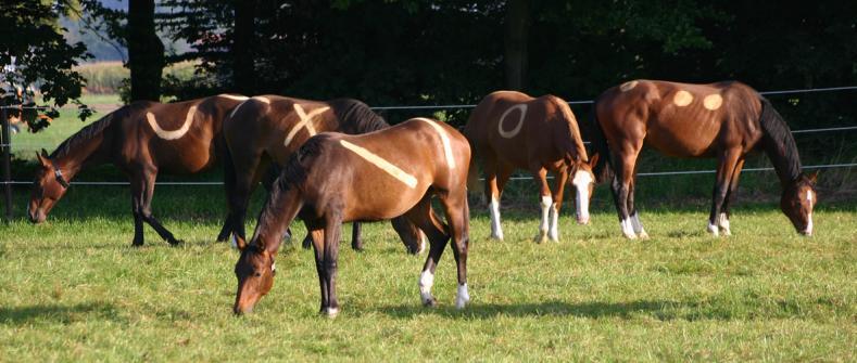 Horses 2 3 year old warmblooded mares from the
