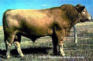 7 2,123 1,036 48 36 HINT 1 year = 12 months next 36 months 12 +36 48 months This breed of cattle is the result of crossing beef cattle with ison (uffalo).