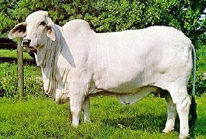 8 1,195 1,130 580 1,740 First calf = 545 second calf = 610 last calf = 585 545 + 610 = 1,155 1155 + 585 = 1,740 or 545 + 610 + 585 = 1,740 This rahman cow has raised 3 calves.