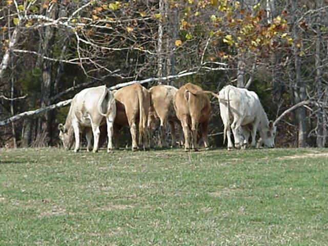 1 6 8 10 5 White heifers = 2 Yellow heifers = 3 2 + 3 = 5 These heifers are 3 months from having their baby calves.