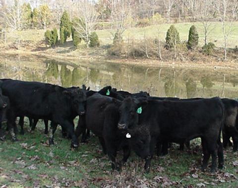 2 36 24 306 54 Feed = 6 pounds Grass = 30 pounds 6 + 30 = 36 pounds These ngus heifers keep the grass picked around this beautiful lake.