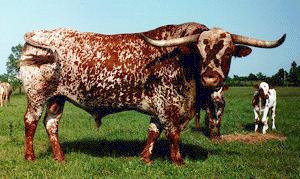 3 137 145 127 65 alf 1 = 65 calf 2 = 72 65 +72 137 Texas Longhorn cattle are mostly known for their terrific horns and pretty spotted color.