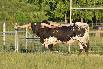 Her sire was over 80 ttt at last measurement sells exposed to our colorful, big-horned Drag Iron grandson.