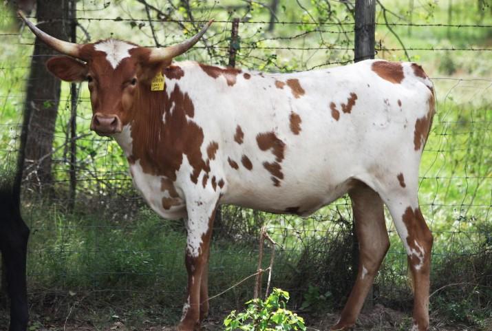 Beautiful heifer with a stacked pedigree plenty of color framed by her perfectly lateral horn. Ready to breed to the bull of your choice; take her home and put her to work for you.