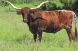 She combines some of the best bulls in the industry in the 80 s such as Monarch, Hondo, Bold Ruler, Texas Ranger and Classic. Her pedigree is outstanding and filled with predictability.