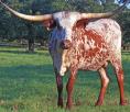 55 Red McCombs Ranches of Texas, Johnson City, TX VJ ROANIE P. H. No.: 214 Description: Red roan.
