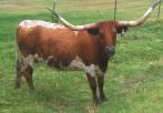 61 Buckhorn Cattle Co. - Guthrie, OK DML BLAZE P. H. No.: 628 Description: Red and white.