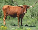 This is a beautiful cow in every respect with horns in the mid 70 s and a bunch of total horn as well. She is the complete cow.