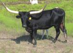 She should be pushing 70 this year. Safe-in-calf to Touchdown of RM. 95 RM HOT SHOT QUEEN P. H. No.: 513 Description: Black.