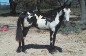 Short Hick Santana Short Of Santana Shes No Hick COMMENTS: A black and white tobiano colt that goes back to Shorty Lena.