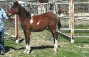 : Foaled: 2-15-12 Color: Paint Stallion Minetowin H4 A.P.H.A. No.