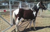 COMMENTS: This filly combines a spectacular buckskin tobiano color with conformation and great bloodlines. H8 A.P.H.A. No.