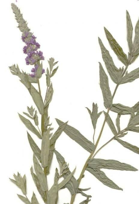 Purple Loosestrife Lythrum salicaria ORIGINATING FROM: Europe HABITAT: Ponds, rivers, lake margins, wetlands, along roadways (wet / poorly-drained