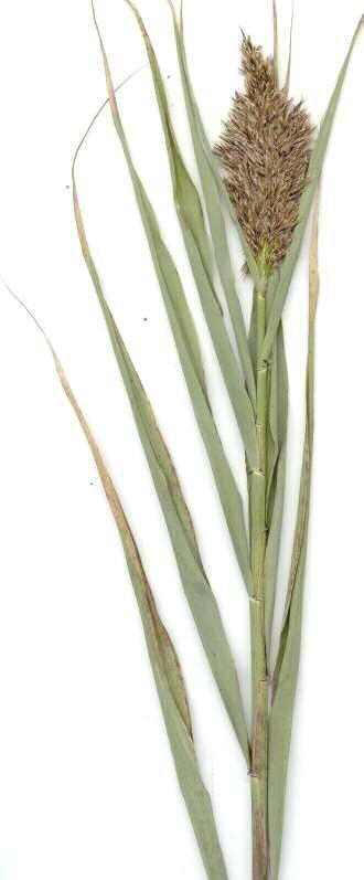 Common Reed Phragmites spp.