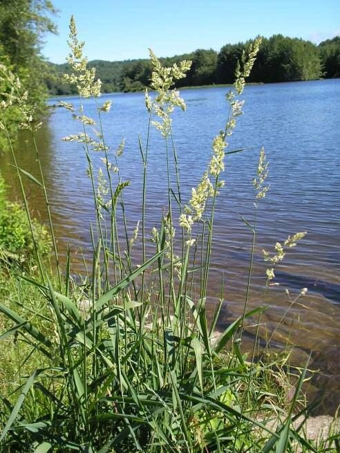 Reed Canary Grass Phalaris arundinacea ORIGINATING FROM: Europe HABITAT: Swales, marshes, edges of lakes, ponds, streams, rivers.