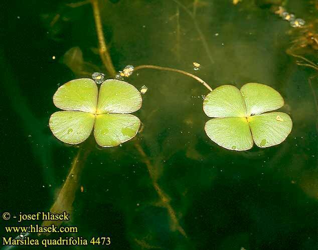 European Water-Clover Marsilea quadrifolia ORIGINATING FROM: Europe and Asia US DISTRIBUTION: Not present in NH; reported infestations