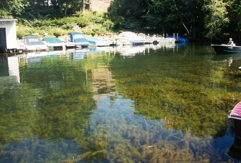 Submerged Invasive Species Plants that have most of