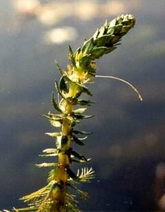 around stem, with a squirrel-tail or garland-like appearance FLOWERS: Emerge
