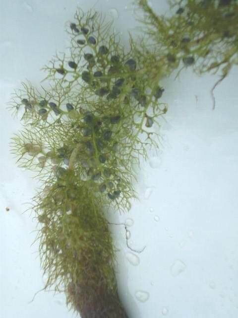 NATIVE LOOK ALIKE Bladderwort Utricularia vulgaris HABITAT: Lakes, ponds, rivers, streams.