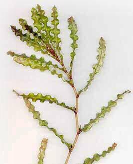 body on the top of the plant CAN BE CONFUSED WITH: Potamogeton perfoliatus (native) because its leaves are also curly.