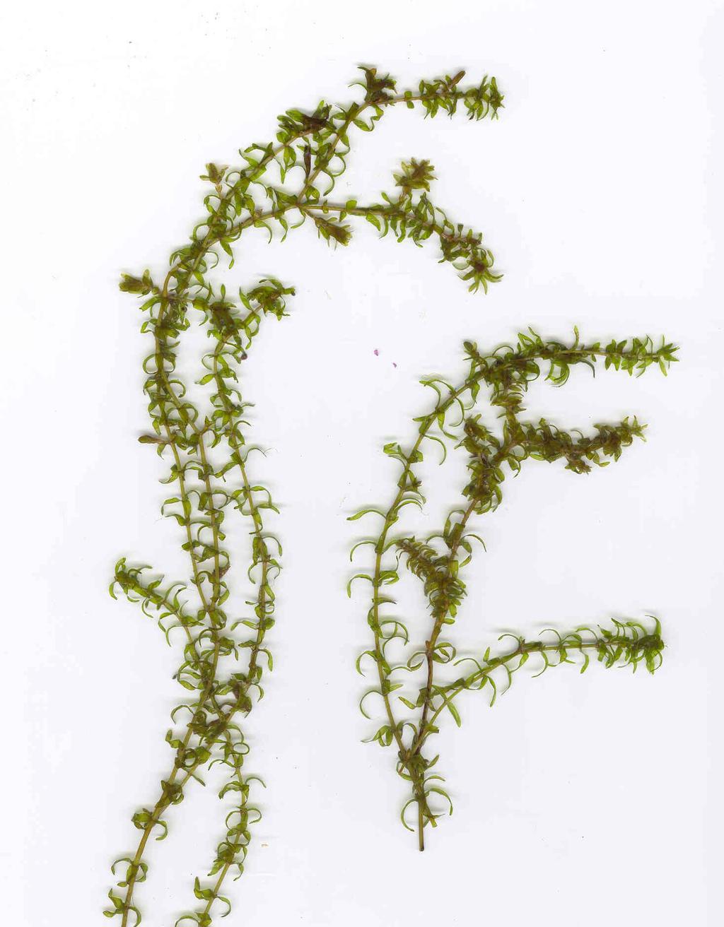 NATIVE LOOK ALIKE Waterweed Elodea canadensis HABITAT: Lakes, ponds, rivers, streams HEIGHT: Up to 2 feet long LEAVES: In whorls of 3 with smooth leaf