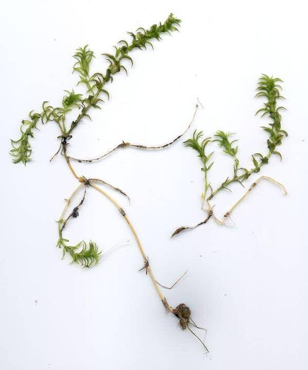 Hydrilla (ydrilla verticillata ORIGINATING FROM: Africa NOT YET FOUND IN NH HABITAT: Lakes, ponds, rivers, streams STEM: Can grow 20+ feet