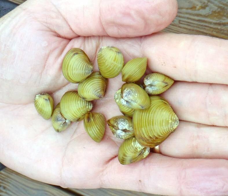 Asian clam Corbiculata fluminea THREE POPULATIONS IN NH Merrimack River, South Bow Cobbetts Pond, Windham Long Pond,