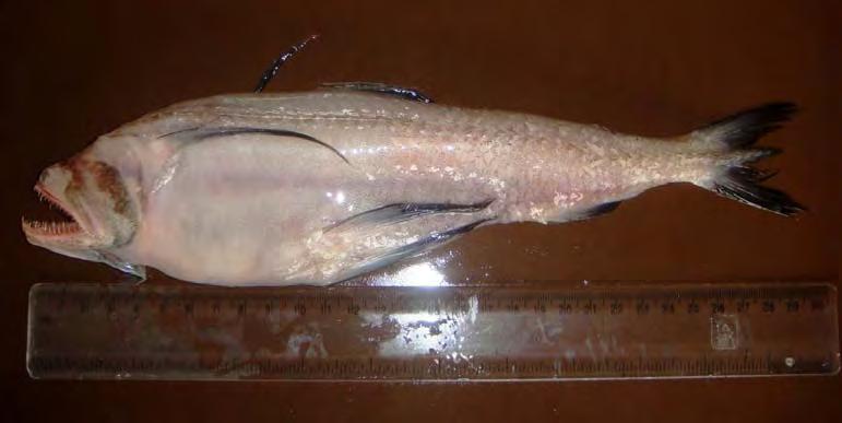 Bombay duck, Harpodon nehereus is a key contributor in Indian marine fish landings ranging from 4-5% commonly along North-West and North-East coast (Fig. 1).